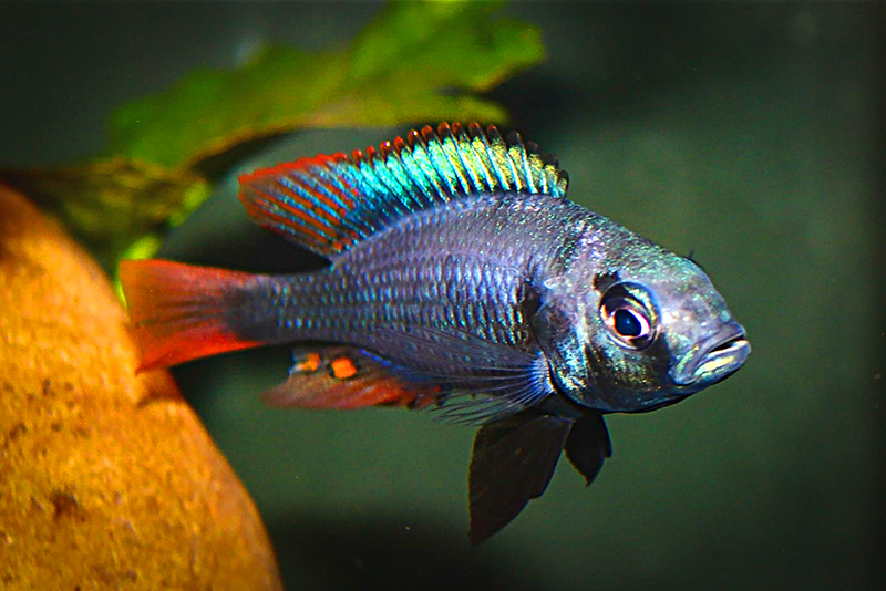 Литохромис рубрипиннис (Lithochromis rubripinnis) содержание и размножение в условиях домашнего аквариума