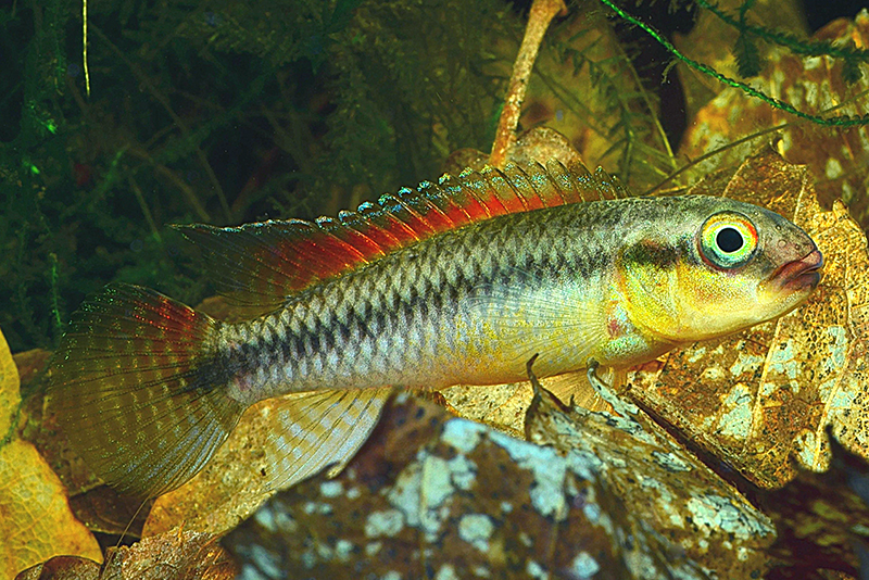 Конгохромис димидиатус (Congochromis dimidiatus) содержание и размножение в условиях домашнего аквариума