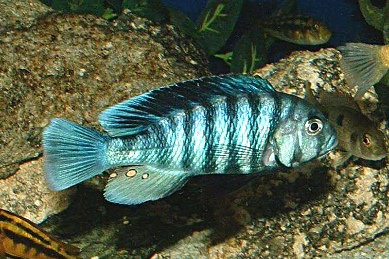 Неохромис голубой (Neochromis omnicaeruleus) содержание и размножение в условиях домашнего аквариума