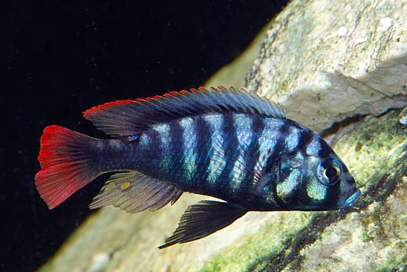 Неохромис красноплавничный (Neochromis rufocaudalis) содержание и размножение в условиях домашнего аквариума