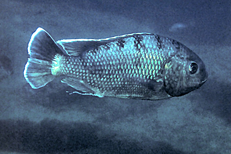 Ореохромис лидоле (Oreochromis lidole) описание и размножение в условиях домашнего аквариума