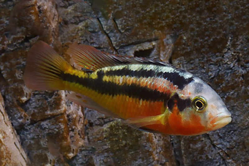 Paralabidochromis sp. Rock Kribensis содержание и размножение в условиях домашнего аквариума