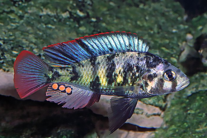 Паралабидохромис хромогинос (Paralabidochromis chromogynos) содержание и размножение в условиях домашнего аквариума