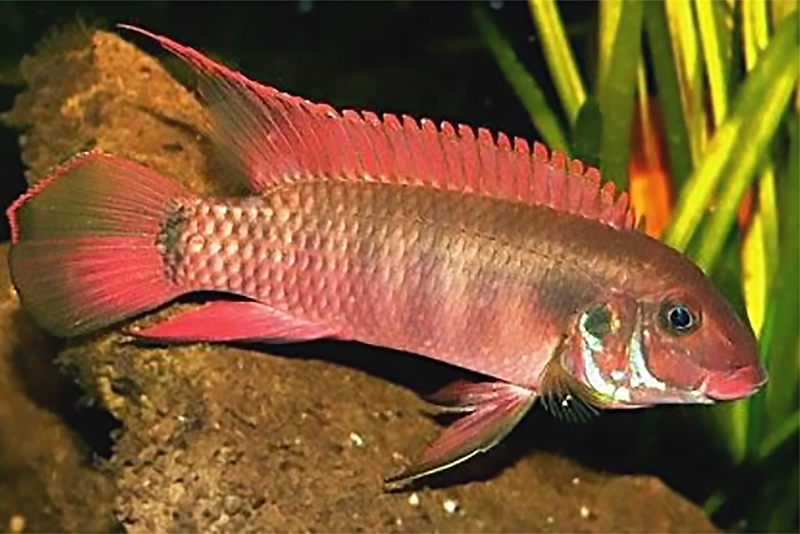 Пельвикахромис красногубый (Pelvicachromis rubrolabiatus) содержание и размножение в условиях домашнего аквариума