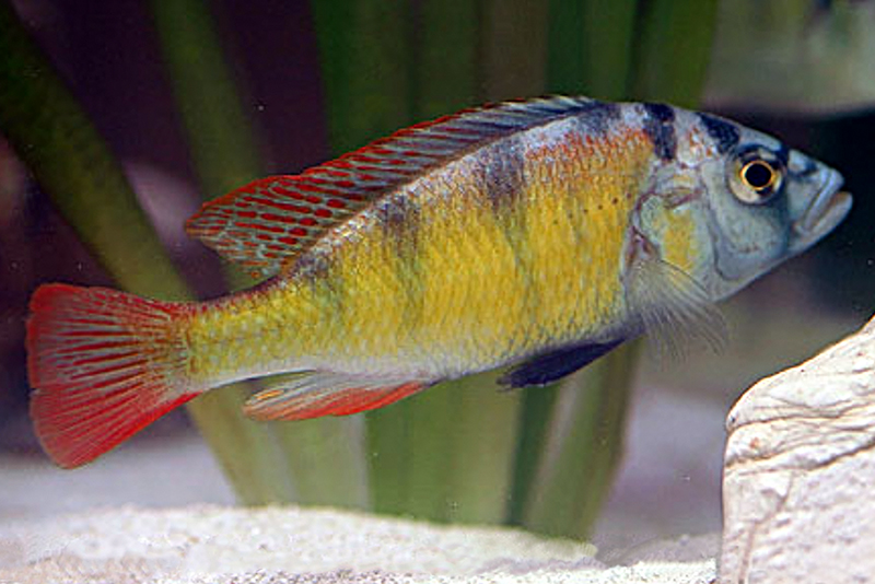 Радужный хаплохромис (Haplochromis obliquidens) содержание и размножение в условиях домашнего аквариума