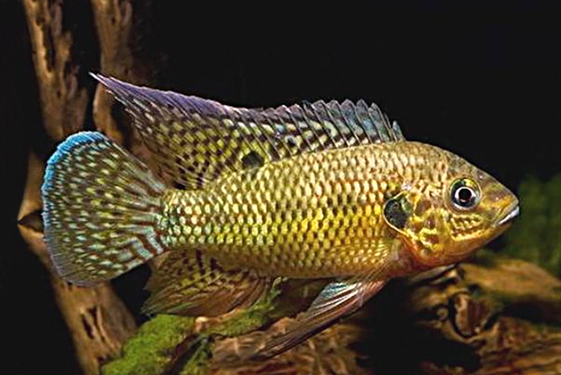 Розово-зеленый пельматохромис (Pelmatochromis buettikoferi) содержание и размножение в условиях домашнего аквариума