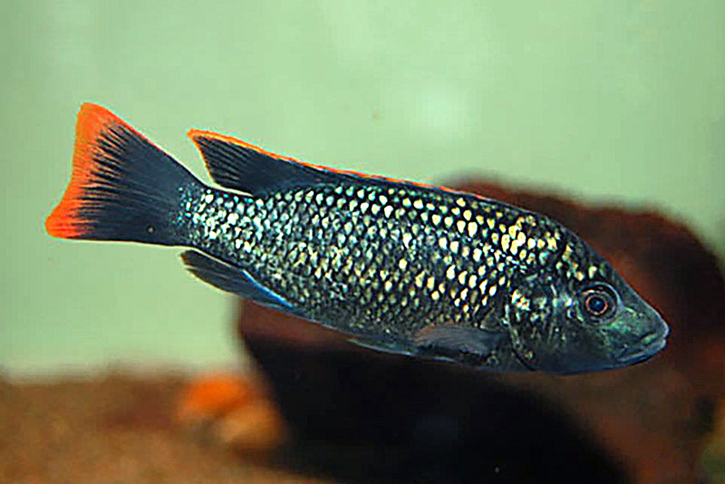 Сине-красная тиляпия (Oreochromis shiranus) содержание и размножение в условиях домашнего аквариума