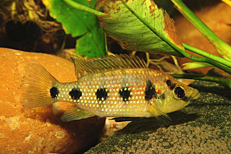 Стройный хемихромис (Hemichromis elongatus) содержание и размножение в условиях домашнего аквариума