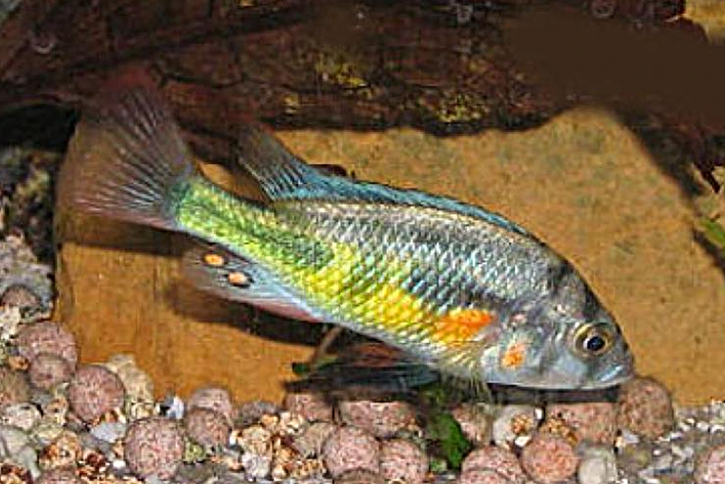 Хаплохромис мандариновый (Haplochromis nuchisquamulatus) содержание и размножение в условиях домашнего аквариума