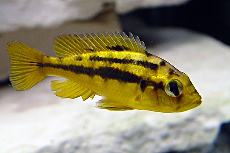 Хаплохромис угандийский (Haplochromis sauvagei) содержание и размножение в условиях домашнего аквариума