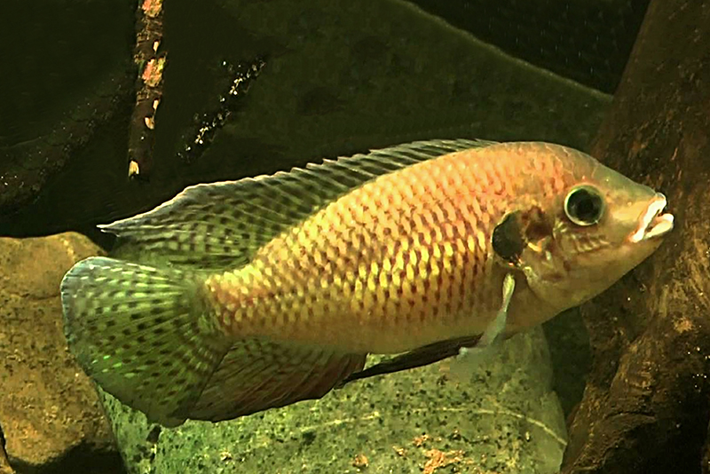 Чернополосый пельматохромис (Pelmatochromis nigrofasciatus) содержание и размножение в условиях домашнего аквариума