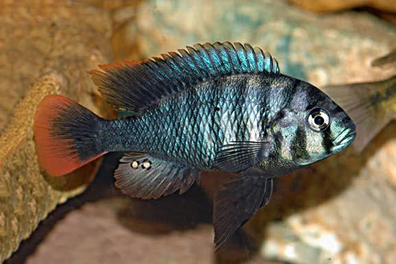 Двухцветный неохромис (Neochromis nigricans) содержание и размножение в условиях домашнего аквариума