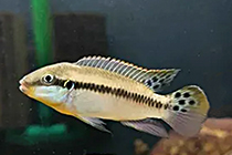 Представители рода Enigmatochromis, чаще других содержащиеся в домашнем аквариуме