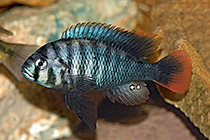 Представители рода Neochromis, чаще других содержащиеся в домашних аквариумах