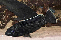 Представители рода Oreochromis чаще других содержащиеся в домашних аквариумах