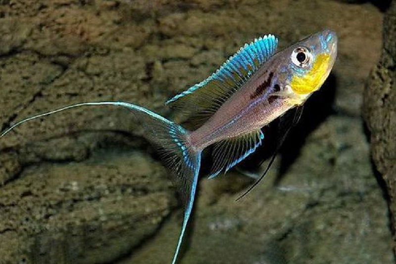 Бентохромис меланоидес (Benthochromis melanoides) содержание и размножение в условиях домашнего аквариума