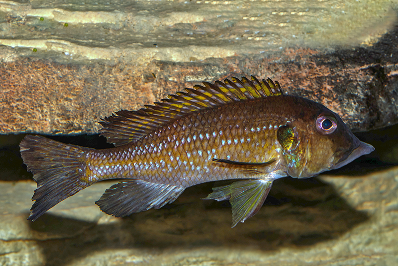 Гнатохромис верхнечелюстной (Gnathochromis permaxillaris) содержание и размножение в условиях домашнего аквариума