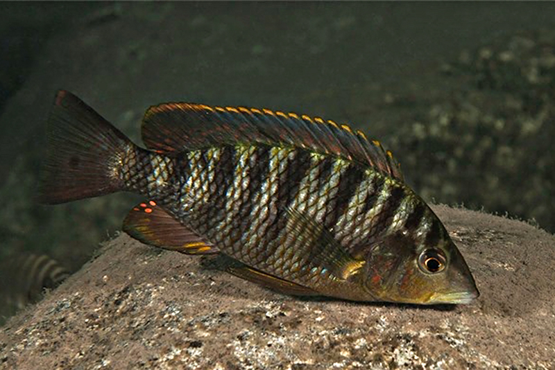 Гнатохромис пфеффера (Gnathochromis pfefferi) содержание и размножение в условиях домашнегоо аквариума