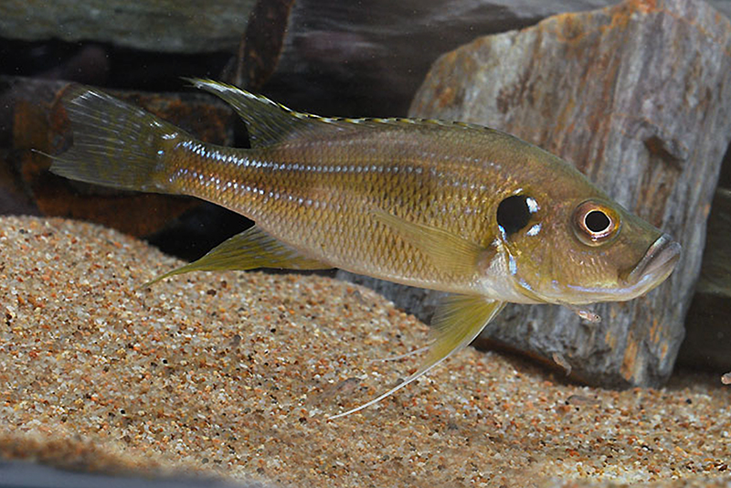 Гринвудохромис беллкроси (Greenwoodochromis bellcrossi) содержание и размножение в условиях домашнего аквариума