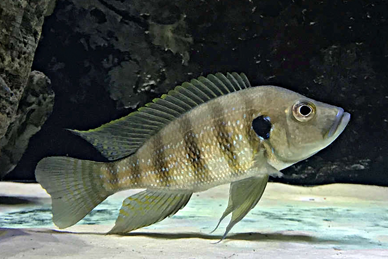 Гринвудохромис кристи (Greenwoodochromis christyi) содержание и размножение в условиях домашнего аквариума