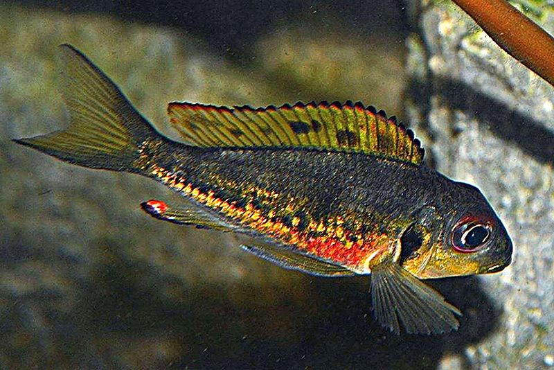 Каллохромис чернопятнистый (Callochromis melanostigma) содержание и размножение в условиях домашнего аквариума