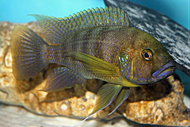 Ктенохромис бентикола (Ctenochromis benthicola) содержание и размножение в условиях домашнего аквариума