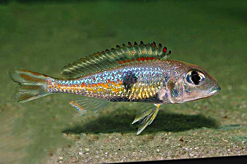 Многоцветный каллохромис (Callochromis pleurospilus) содержание и размножение в условиях домашнего аквариума