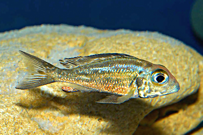 Большеглазый каллохромис (Callochromis macrops) содержание и размножение в условиях домашнего аквариума