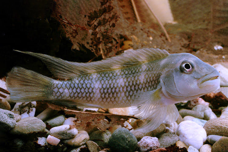 Стеатокранус кремовогрудый (Steatocranus gibbiceps) содержание и размножение в условиях домашнегоо аквариума