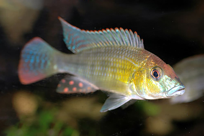 Торакохромис ангольский (Thoracochromis buysi) содержание и размножение в условиях домашнего аквариума