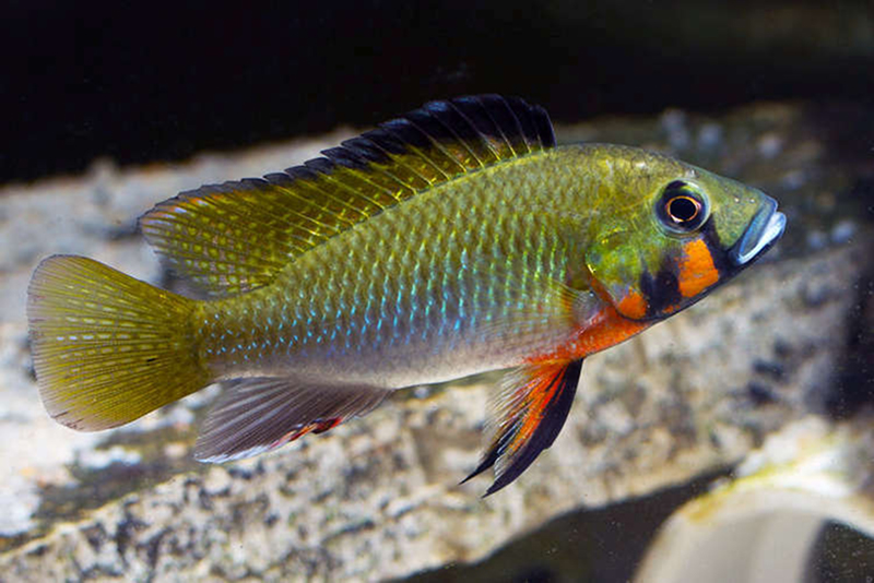 Торакохромис красногорлый (Thoracochromis brauschi) содержание и размножение в условиях домашнего аквариума