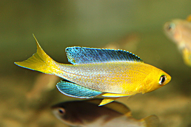 Циприхромис лептозома джумбо “Лунангва” (Cyprichromis leptosoma jumbo “Lunangwa”) в домашнем аквариуме