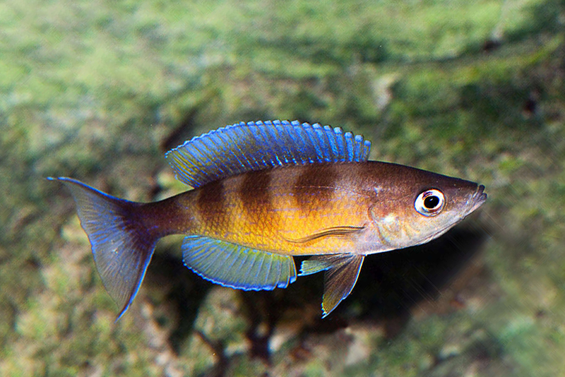 Циприхромис полосатый (Cyprichromis zonatus) содержание и размножение в условиях домашнего аквариума