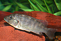 Представители рода Ctenochromis, более популярные чем их родственники