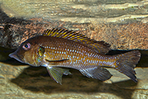 Представители рода Gnathochromis, чаще других содержащиеся в домашних аквариумах