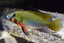 Представители рода Thoracochromis, чаще других содержащиеся в домашних аквариумах