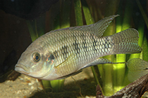 Представители рода Thysochromis чаще других содержащиеся в домашних аквариумах