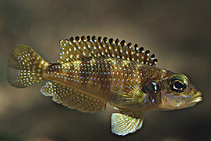 Лампрологус стапперси (Lamprologus stappersi) содержание и размножение в условиях домашнего аквариума