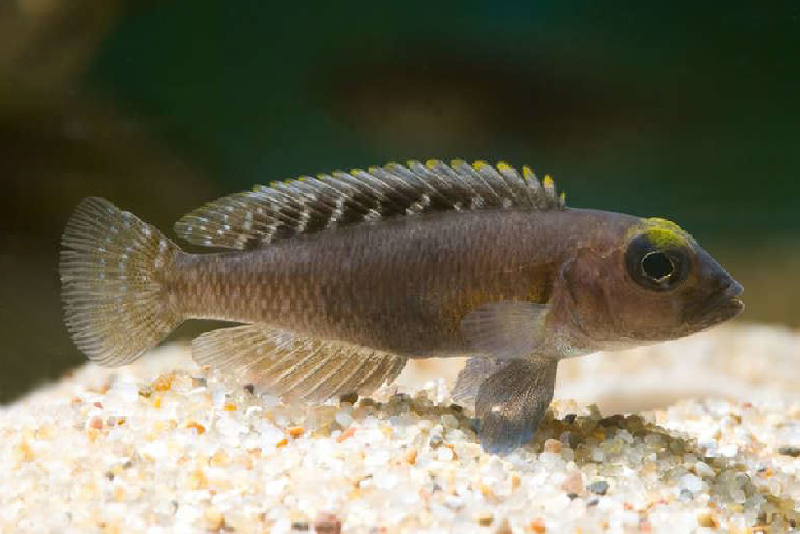 Лампрологус красивоплавничный (Lamprologus ornatipinnis) содержание и размножение в условиях домашнего аквариума