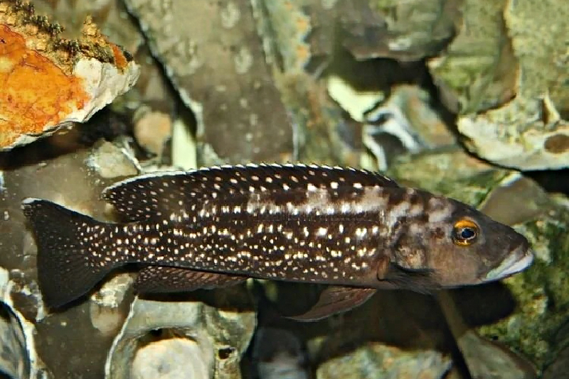 Лепидиолампрологус жемчужный (Lepidiolamprologus elongatus) содержание и размножение в условиях домашнего аквариума