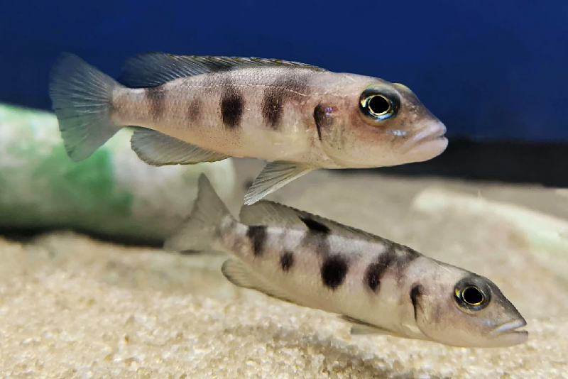 Лепидиолампрологус хекку (Lepidiolamprologus hecqui) содержание и размножение в условиях домашнего аквариума