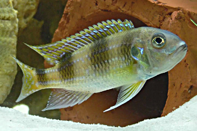 Лимнохромис ауритус (Limnochromis auritus) содержание и размноженние в условиях домашнего аквариума