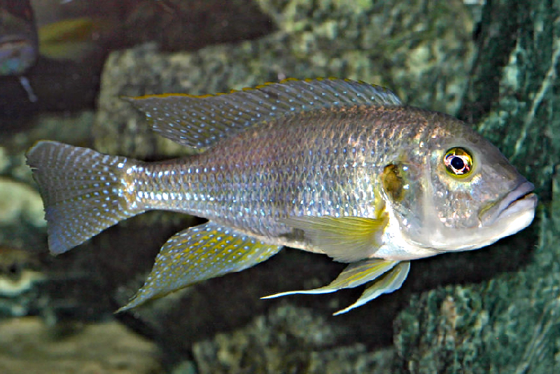 Лимнохромис танери (Limnochromis staneri) содержание и размножение в условиях домашнего аквариума