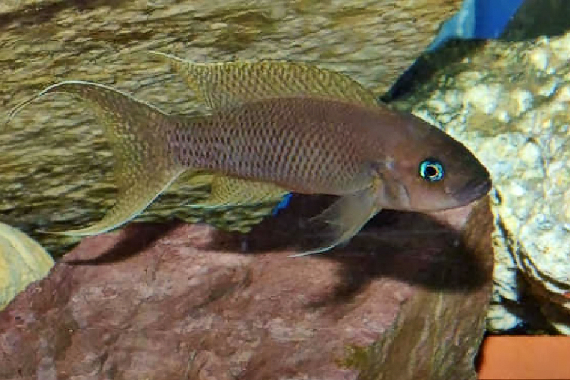 Неолампрологус грациозный (Neolamprologus gracilis) содержание и размножение в условиях домашнего аквариума