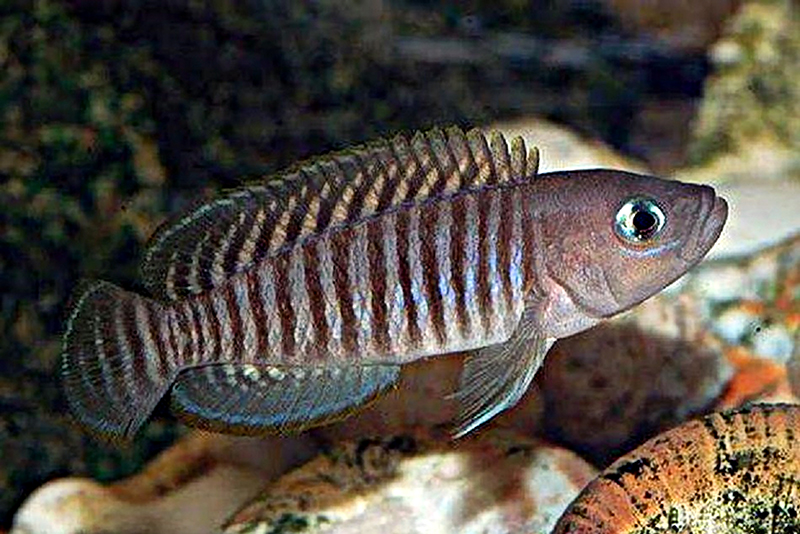 Неолампрологус мультифасциатус (Neolamprologus multifasciatus) содержание и размножение в условиях домашнего аквариума