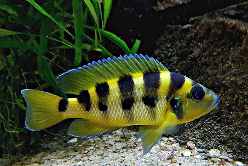 Неолампрологус шестиполосый (Neolamprologus sexfasciatus) содержание и размножение в условиях домашнего аквариума