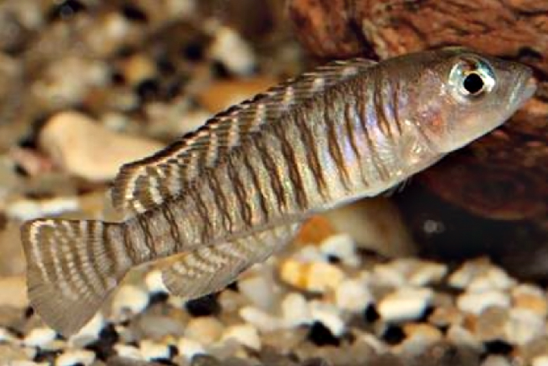 Neolamprologus signatus “Cameron Bay” содержание и размножение в условиях домашнего аквариума