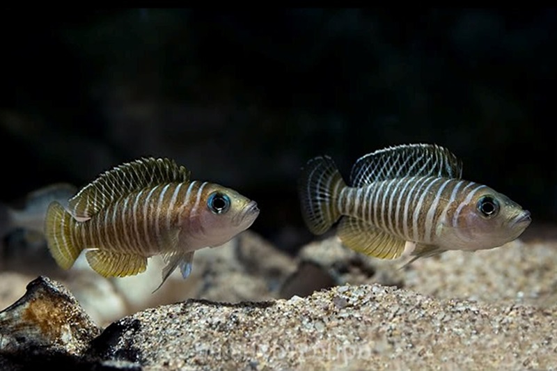 Неолампрологус симилис (Neolamprologus similis) содержание и основные требования к успешному содержанию и размножению в условиях аквариума