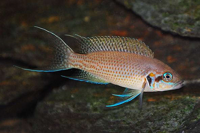 Неолампрологус спленденс (Neolamprologus splendens) содержание и размножение в условиях домашнего аквариума