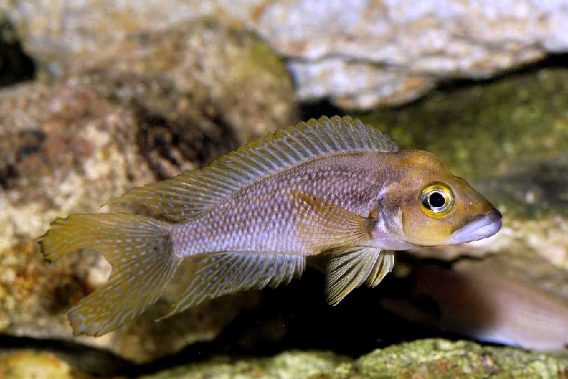 Неолампрологус фурцифер (Neolamprologus furcifer) содержание и размножение в условиях домашнего аквариума